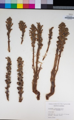Aphyllon cooperi subsp. latilobum image