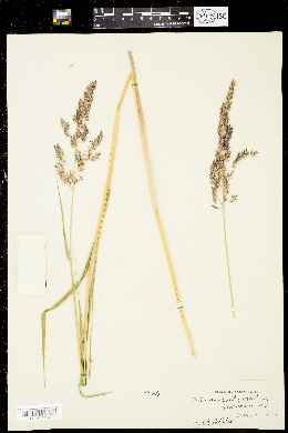 Calamagrostis canadensis var. scabra image