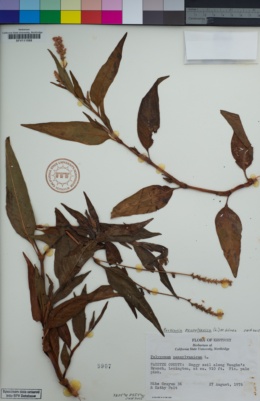 Persicaria pensylvanica image
