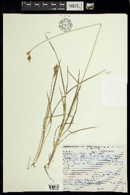Carex coulteri image