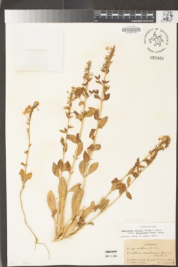Eremothera boothii subsp. desertorum image
