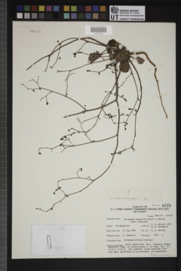 Eriogonum eremicola image