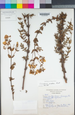 Image of Calceolaria scabra