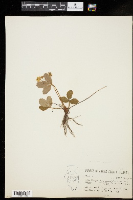 Fragaria chiloensis var. ananassa image