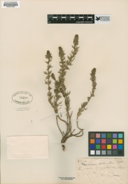 Image of Teucrium laciniatum