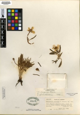 Image of Ranunculus collomiae
