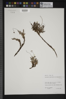 Eriogonum panguicense var. panguicense image