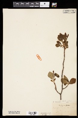 Crataegus succulenta image