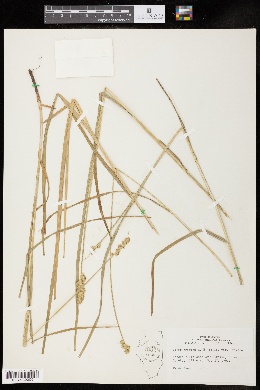 Carex gravida var. gravida image