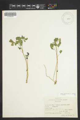 Physalis crassifolia var. crassifolia image