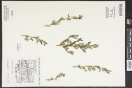 Image of Chenopodium rubrum