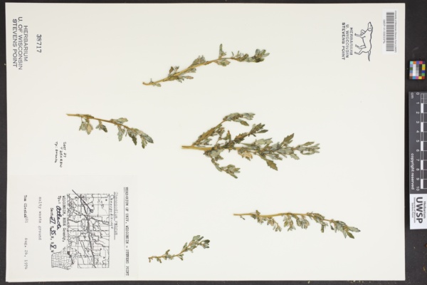 Chenopodium rubrum image