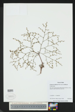 Eriogonum deflexum subsp. deflexum image