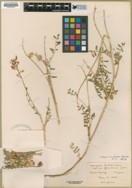 Astragalus lentiginosus var. ambiguus image