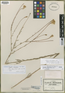 Image of Tagetes stenophylla