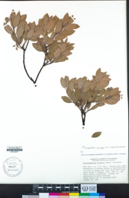 Arctostaphylos nevadensis subsp. knightii image