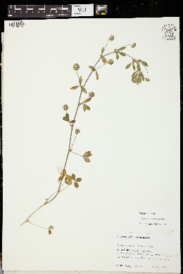 Trifolium buckwestiorum image