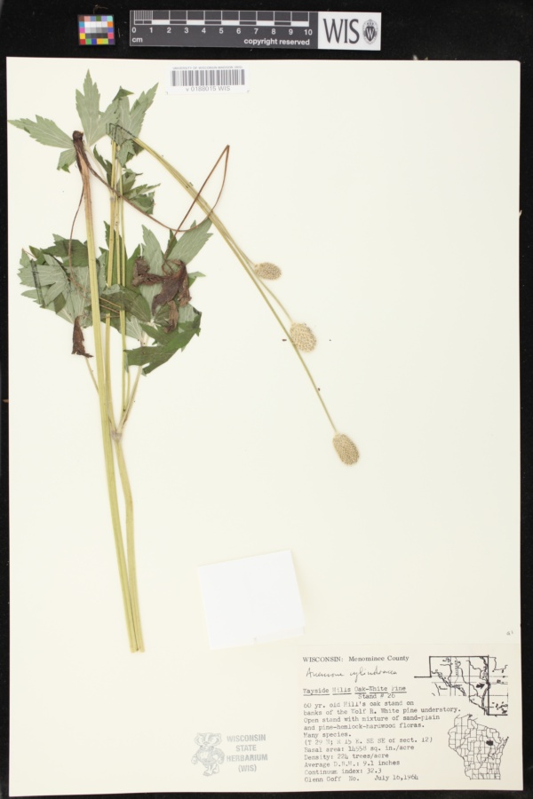 Anemone cylindrica image
