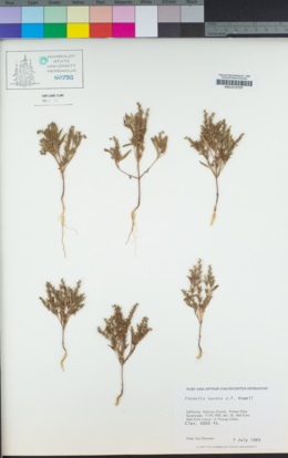 Phacelia leonis image