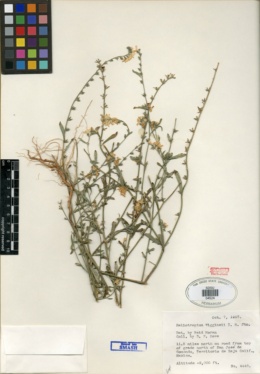 Heliotropium wigginsii image