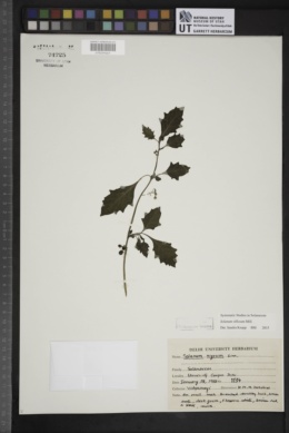Image of Solanum villosum