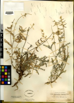 Astragalus congdonii image