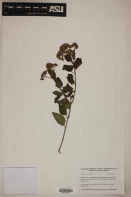 Eupatorium villosum image