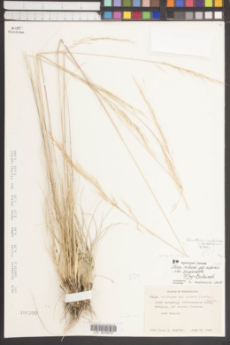 Achnatherum occidentale subsp. californicum image