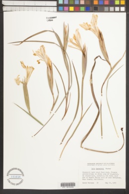Iris fernaldii image
