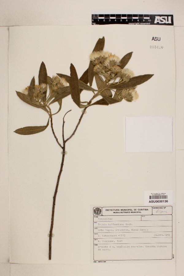 Trixis ophiorhiza subsp. ophiorhiza image