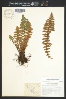 Image of Cheilanthes aemula