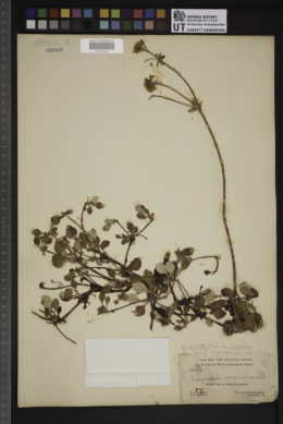 Eriogonum umbellatum subsp. umbellatum image