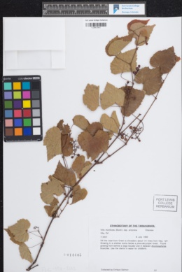 Vitis monticola subsp. arizonica image