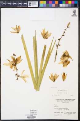 Image of Yucca louisianensis