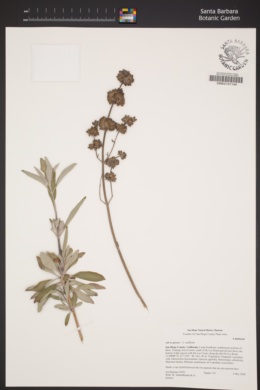 Image of Salvia apiana