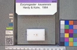 Image of Eurynogaster kauaiensis