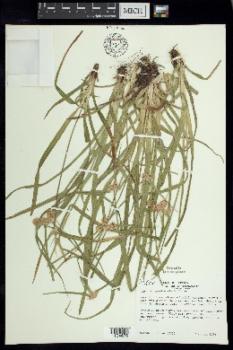 Cyperus nayaritensis image