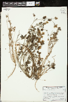 Image of Trifolium constantinopolitanum