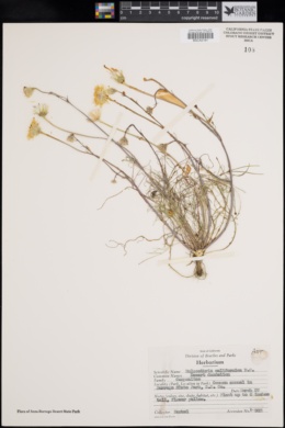 Malacothrix californica image