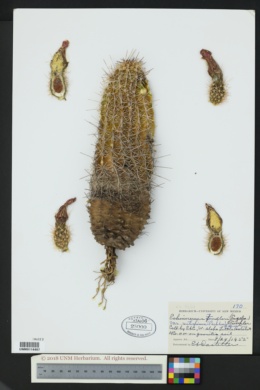Echinocereus fendleri var. rectispinus image
