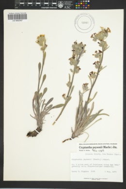 Image of Oreocarya paysonii