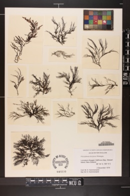 Polysiphonia decipiens image