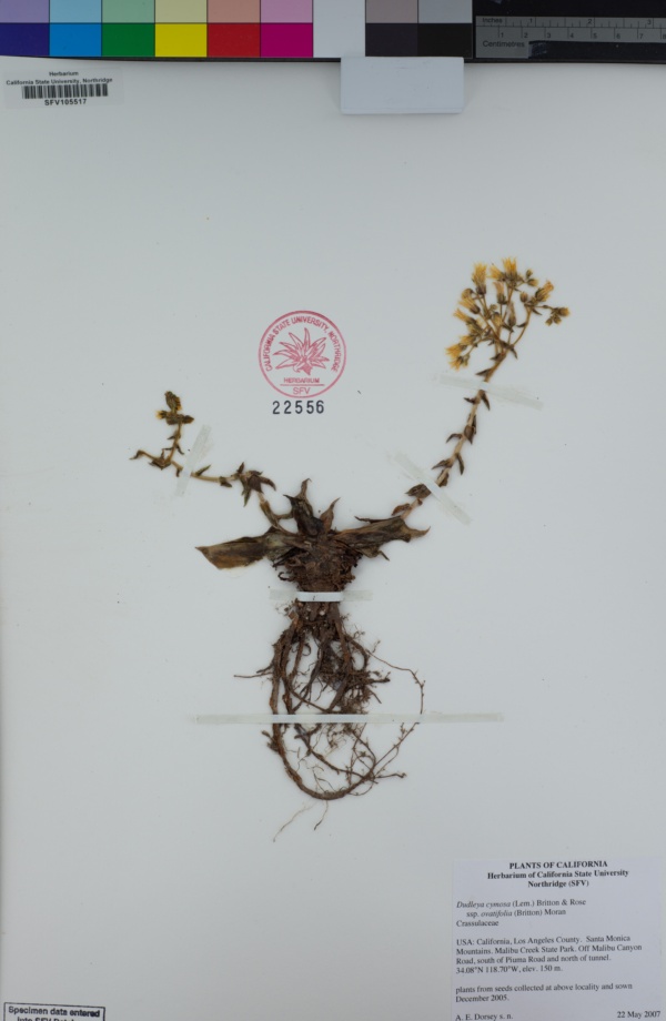 Dudleya cymosa subsp. ovatifolia image
