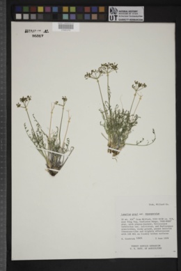 Lomatium grayi var. depauperatum image