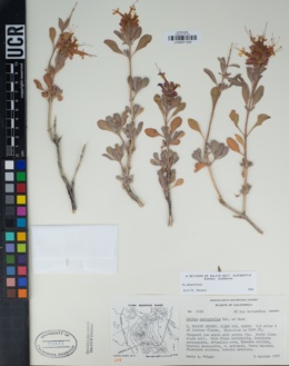 Salvia pachyphylla image