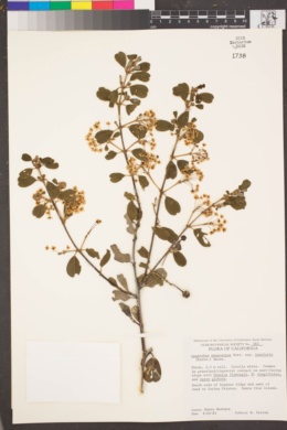 Ceanothus megacarpus var. insularis image