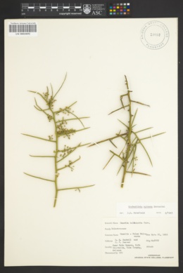 Koeberlinia spinosa var. tenuispina image