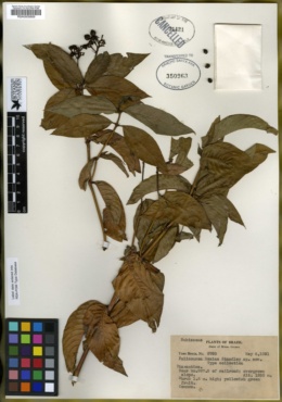 Ditrichanthus seemannii image