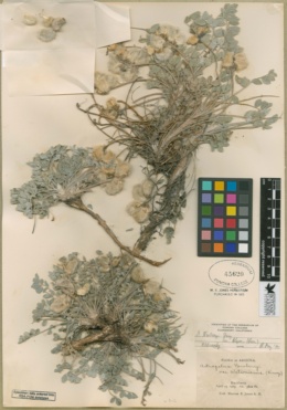 Astragalus newberryi var. blyae image