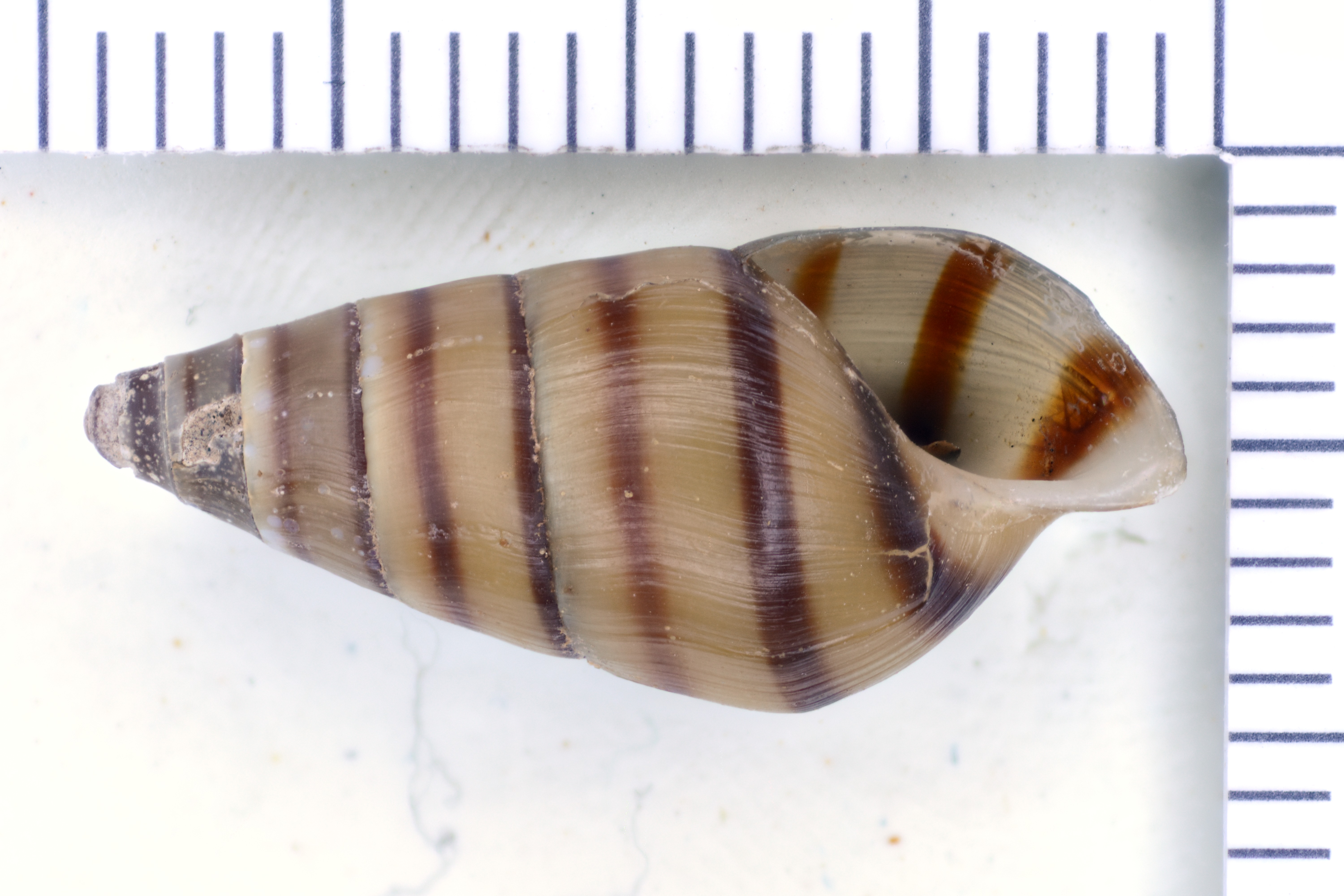 Image of Elimia annettae